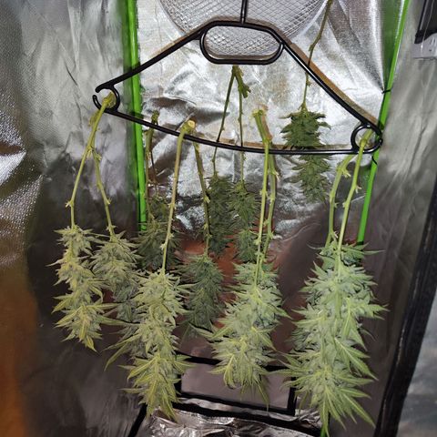 Glueberry OG  growlog timeline photo