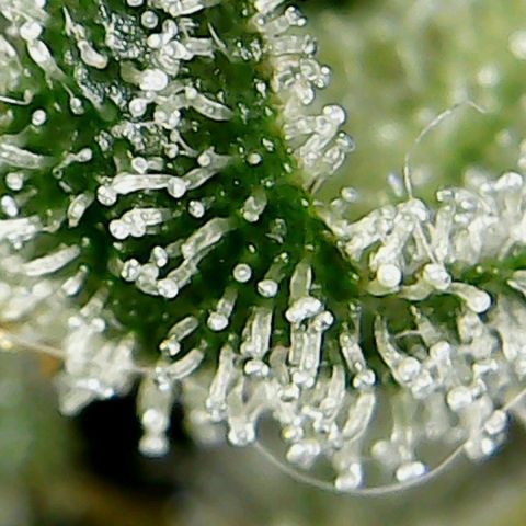 Glueberry OG  growlog timeline photo