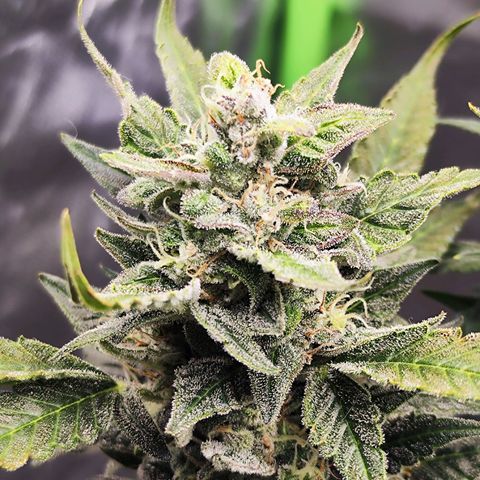 Glueberry OG  growlog timeline photo