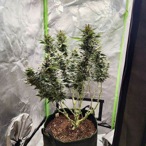 Glueberry OG  growlog timeline photo