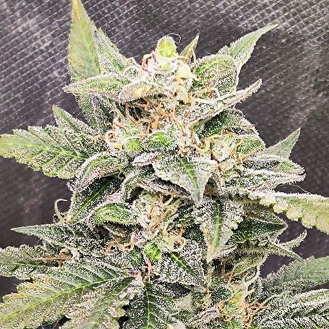 Glueberry OG  growlog timeline photo
