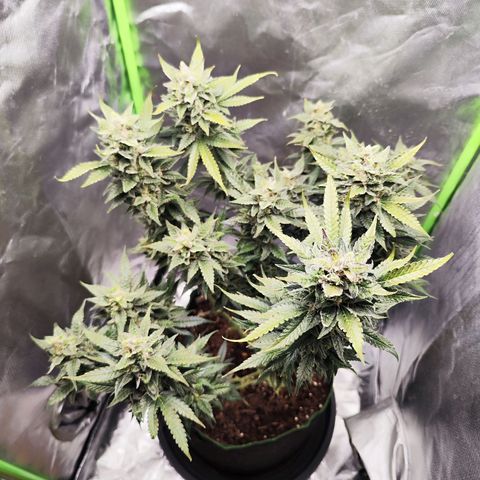 Glueberry OG  growlog timeline photo