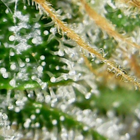 Glueberry OG  growlog timeline photo