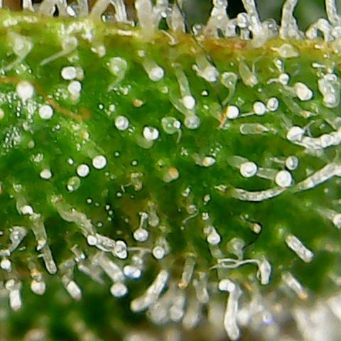 Glueberry OG  growlog timeline photo