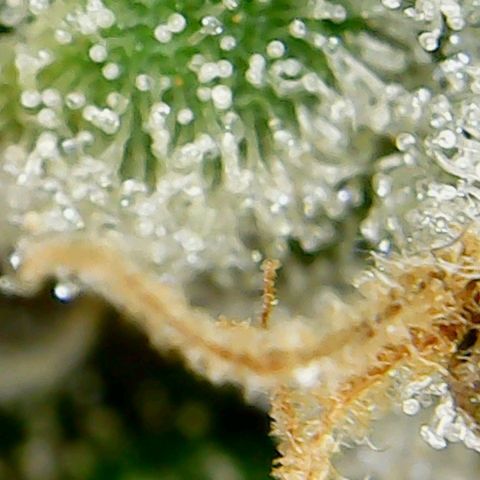Glueberry OG  growlog timeline photo