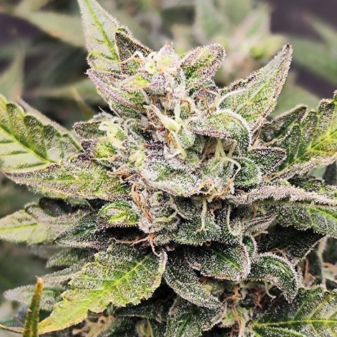 Glueberry OG  growlog timeline photo