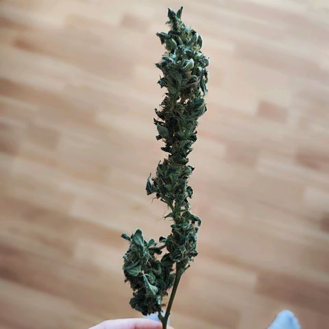 Glueberry OG  growlog timeline photo