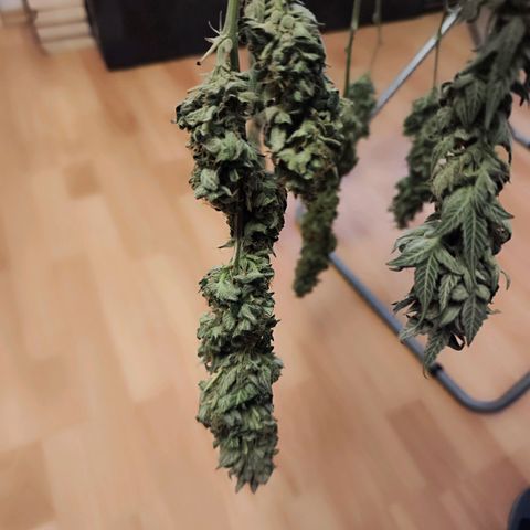 Glueberry OG  growlog timeline photo