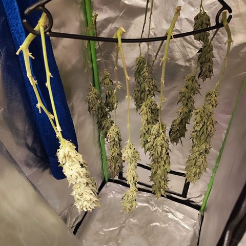 Glueberry OG  growlog timeline photo