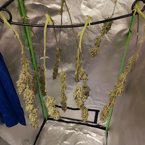 Glueberry OG  growlog timeline photo