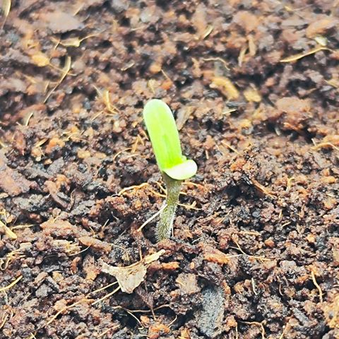 Auto Banana Blaze  growlog timeline photo