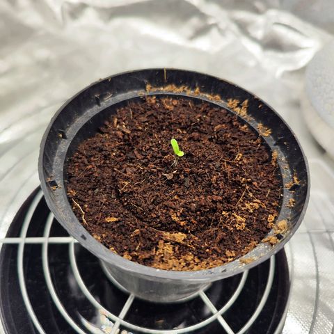 Auto Banana Blaze  growlog timeline photo