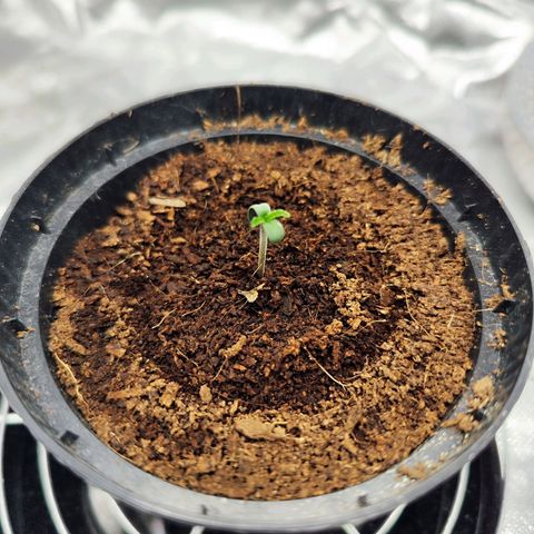 Auto Banana Blaze  growlog timeline photo