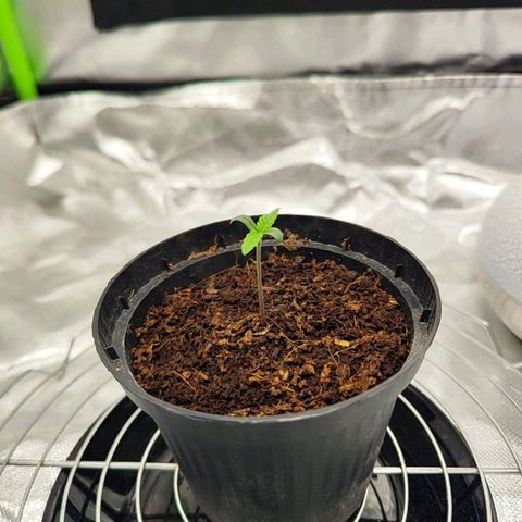 Auto Banana Blaze  growlog timeline photo