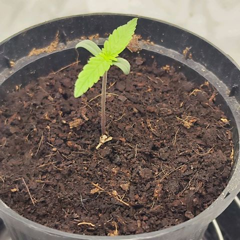 Auto Banana Blaze  growlog timeline photo