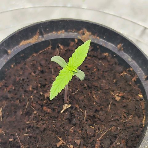 Auto Banana Blaze  growlog timeline photo
