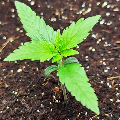 Auto Banana Blaze  growlog timeline photo