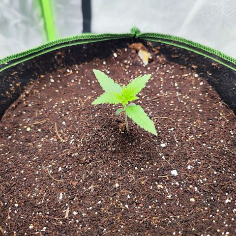 Auto Banana Blaze  growlog timeline photo