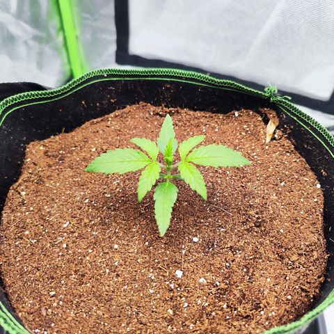 Auto Banana Blaze  growlog timeline photo