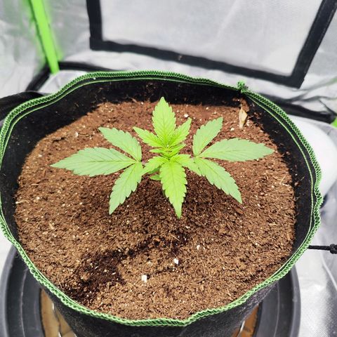 Auto Banana Blaze  growlog timeline photo