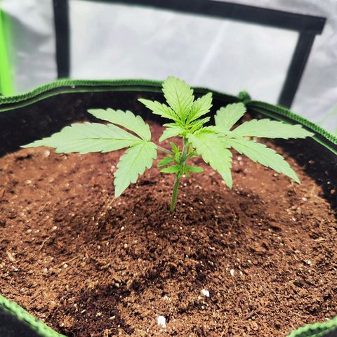 Auto Banana Blaze  growlog timeline photo