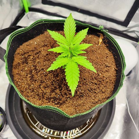 Auto Banana Blaze  growlog timeline photo