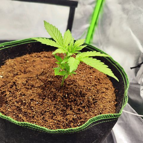 Auto Banana Blaze  growlog timeline photo