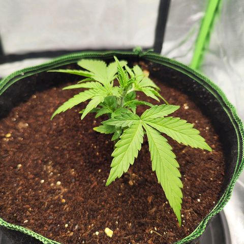 Auto Banana Blaze  growlog timeline photo