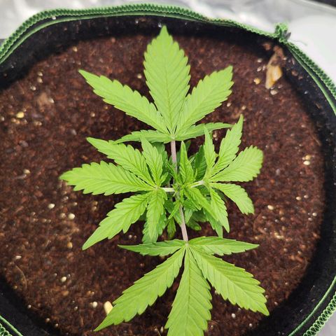 Auto Banana Blaze  growlog timeline photo