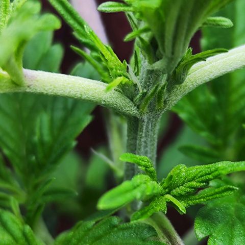 Auto Banana Blaze  growlog timeline photo
