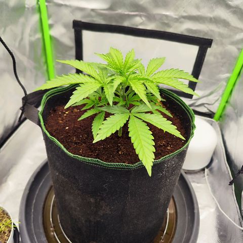 Auto Banana Blaze  growlog timeline photo