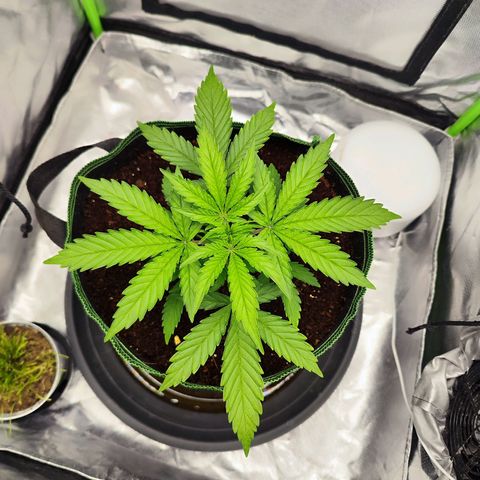 Auto Banana Blaze  growlog timeline photo