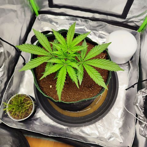 Auto Banana Blaze  growlog timeline photo