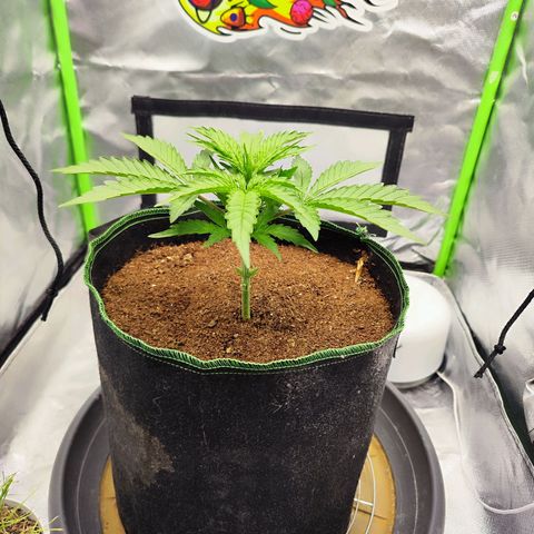 Auto Banana Blaze  growlog timeline photo