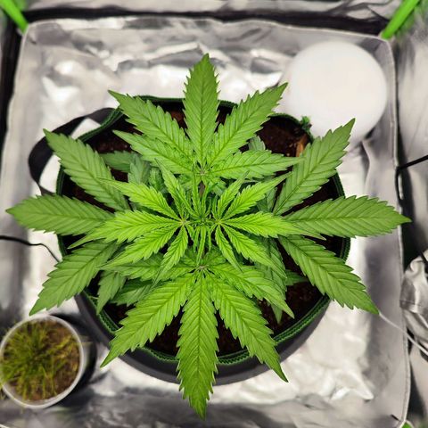 Auto Banana Blaze  growlog timeline photo