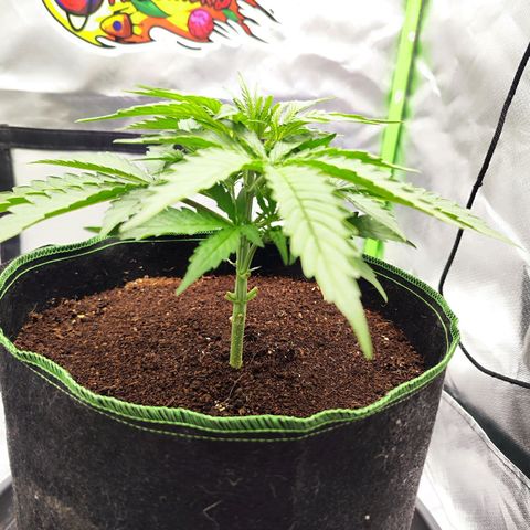 Auto Banana Blaze  growlog timeline photo