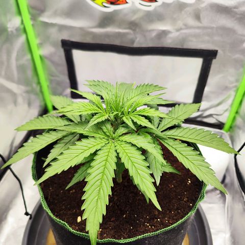 Auto Banana Blaze  growlog timeline photo