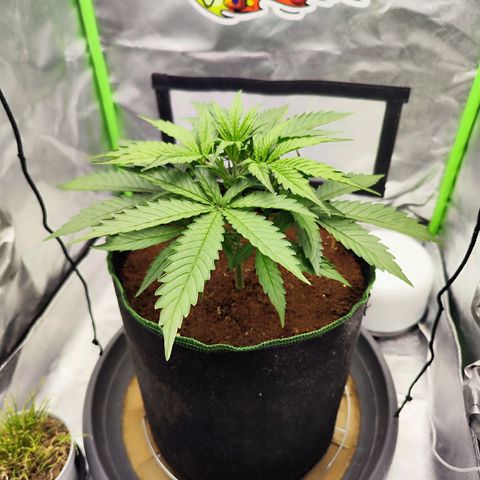 Auto Banana Blaze  growlog timeline photo