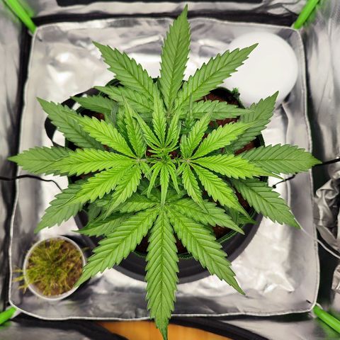 Auto Banana Blaze  growlog timeline photo