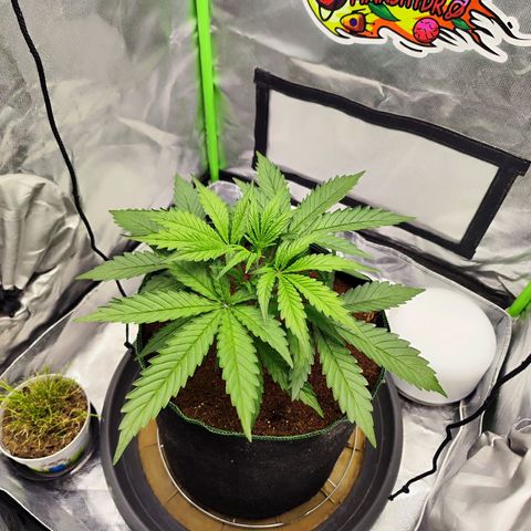 Auto Banana Blaze  growlog timeline photo