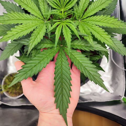 Auto Banana Blaze  growlog timeline photo