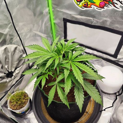 Auto Banana Blaze  growlog timeline photo
