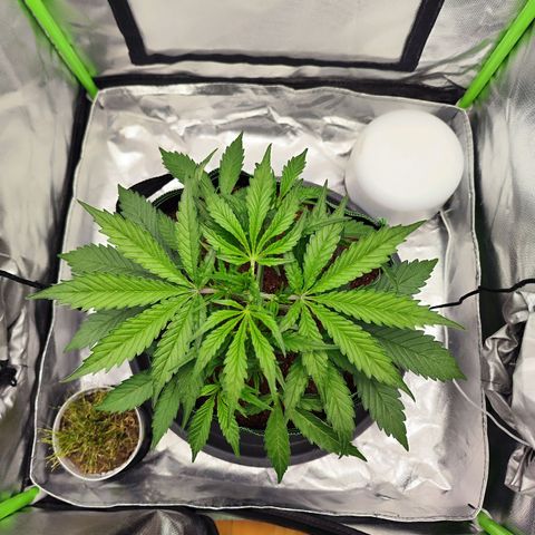 Auto Banana Blaze  growlog timeline photo