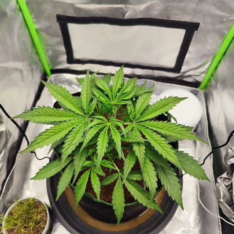 Auto Banana Blaze  growlog timeline photo