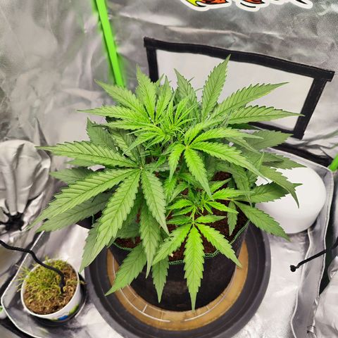 Auto Banana Blaze  growlog timeline photo