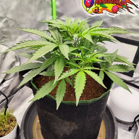 Auto Banana Blaze  growlog timeline photo