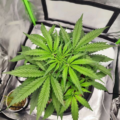 Auto Banana Blaze  growlog timeline photo