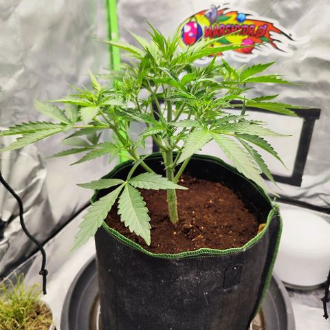 Auto Banana Blaze  growlog timeline photo