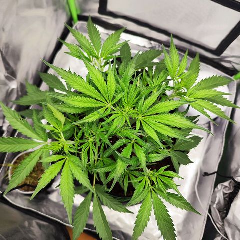 Auto Banana Blaze  growlog timeline photo