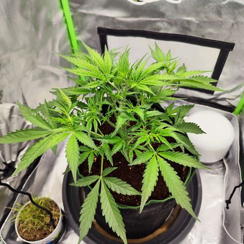 Auto Banana Blaze  growlog timeline photo